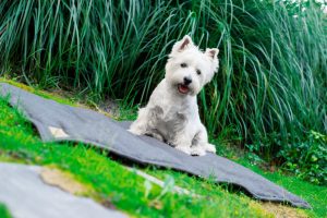 West Terrier