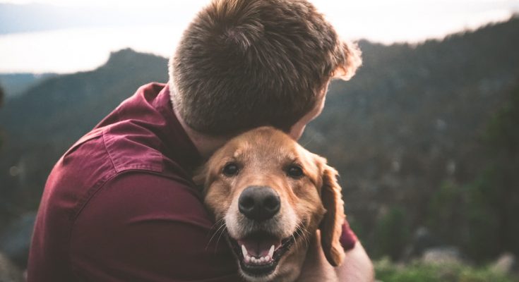 Adopcja psa ze schroniska